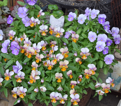 DSC_1912.jpg