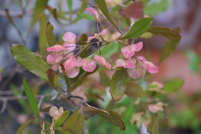 DSC_2058.jpg