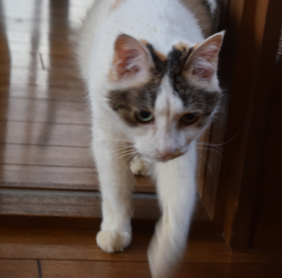DSC_2241.jpg