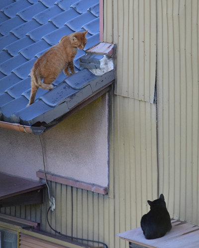 DSC_2293.jpg