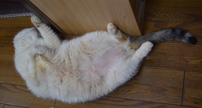 DSC_2333.JPG