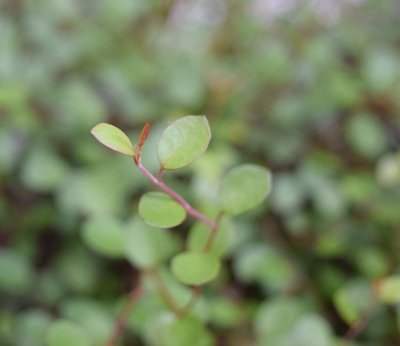 DSC_2374.jpg