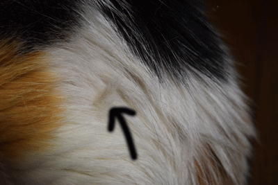 DSC_25699.gif