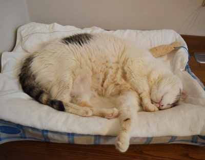 DSC_2607.JPG